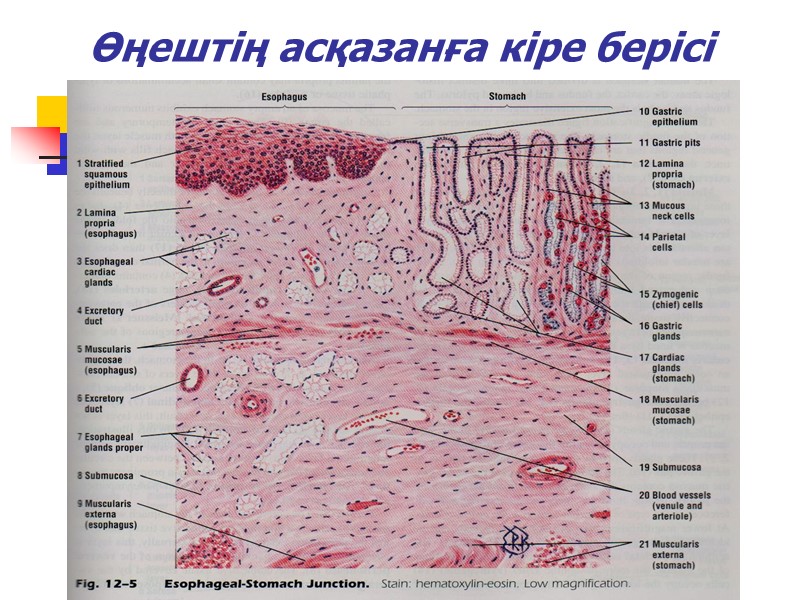 Өңештің асқазанға кіре берісі